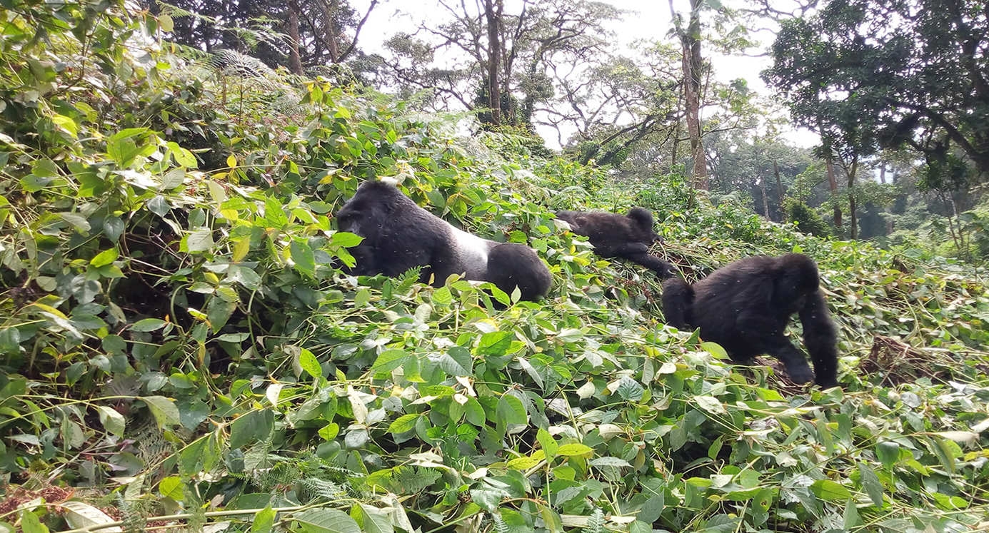 gorilla safaris in africa