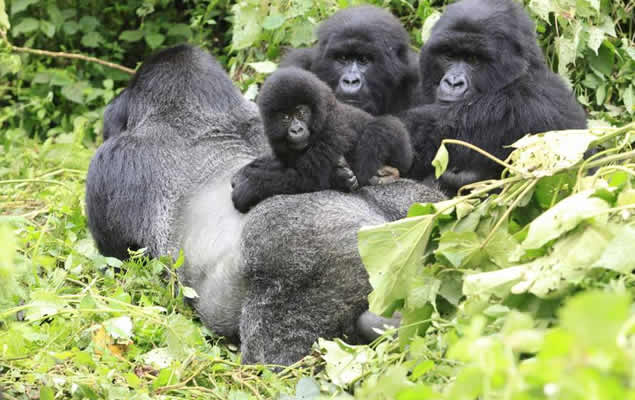 Gorilla trekking in Uganda