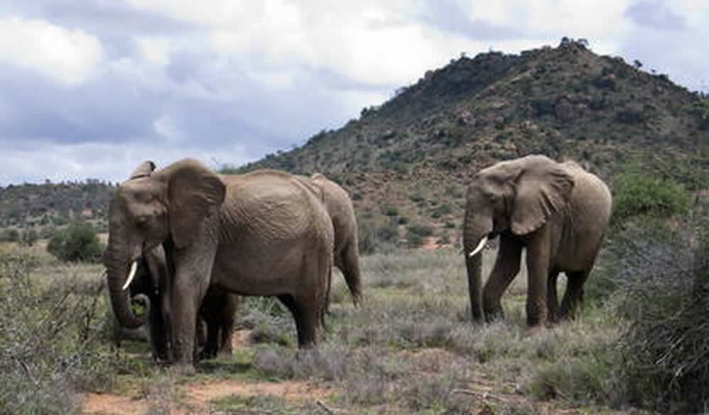 mt-kenya-national-park