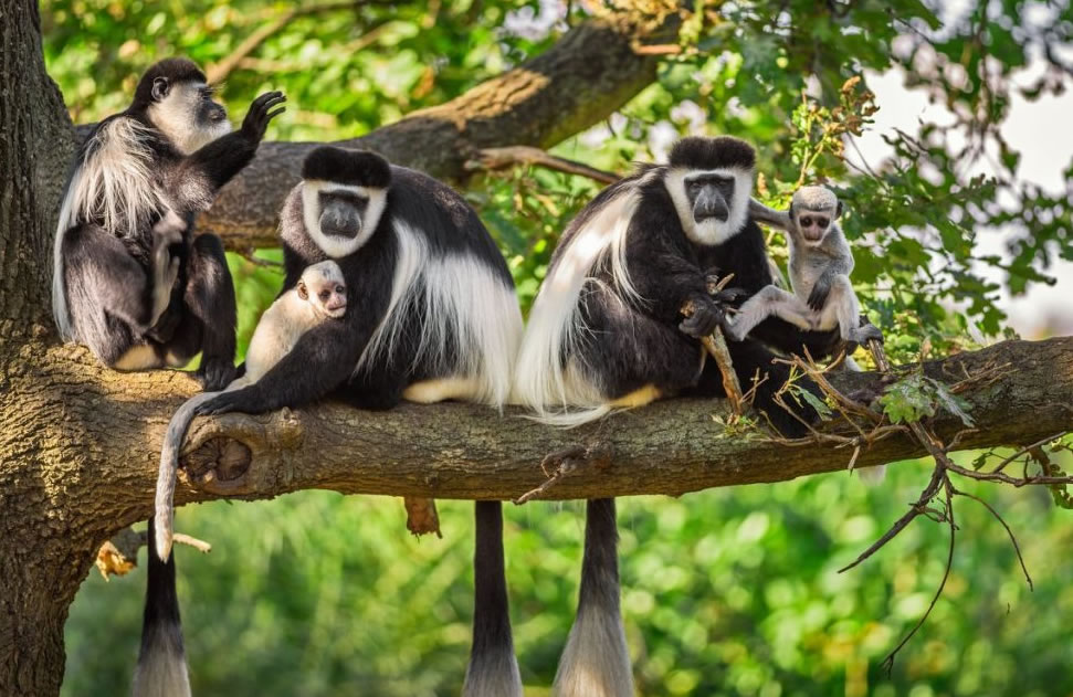 Colobus Monkeys in Nyungwe Forest
