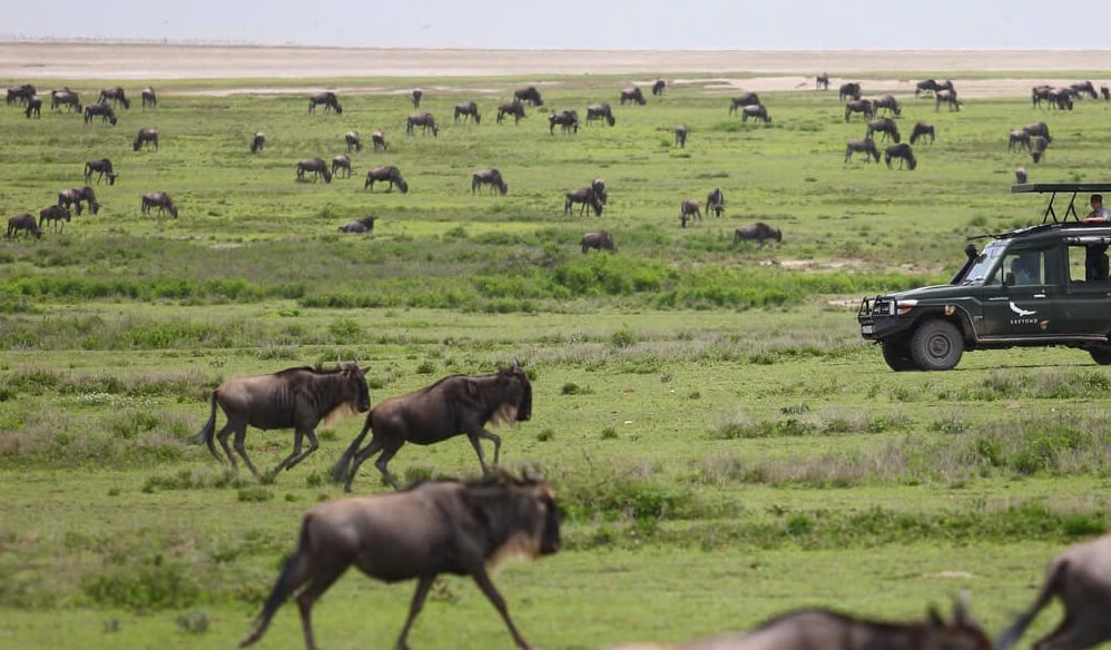 wildbeest-masai-mara