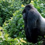 Silverback gorilla Tourism