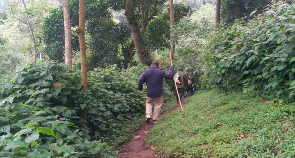 gorilla trekkers in bwindi forest