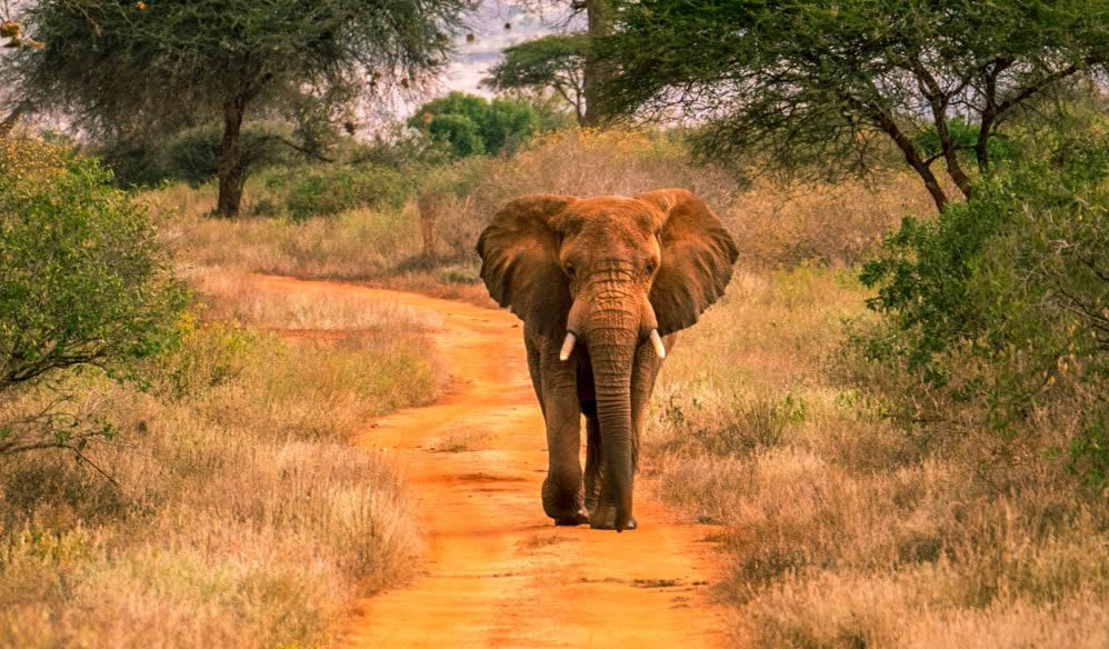 tsavo west national park